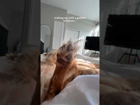 coming home to my golden retriever🥵goldenretreivers dog pup… サムネイル