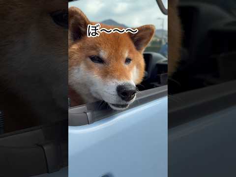 ’26.2.18 力丸の顔が… 柴犬 shibainu 柴犬のいる暮らし 柴犬の日常 お散歩 カメラ目線 力丸 サムネイル