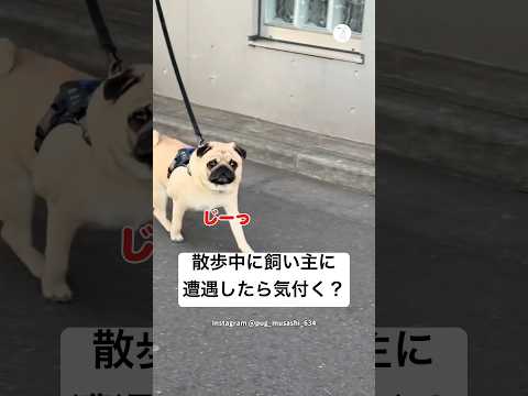 散歩中、飼い主を見つけた瞬間の犬　　パグ　犬　かわいい　犬のいる暮らし 面白い サムネイル