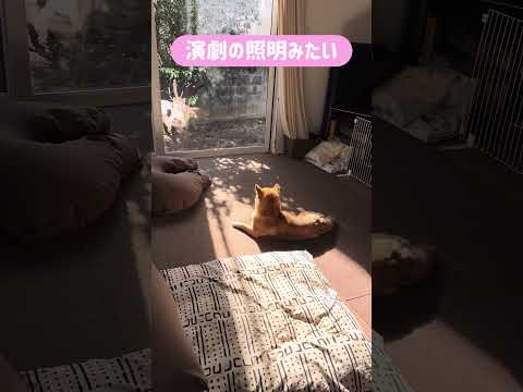 舞台「柴犬とん〜黄昏のその先に〜」😆　柴犬　柴犬とん サムネイル