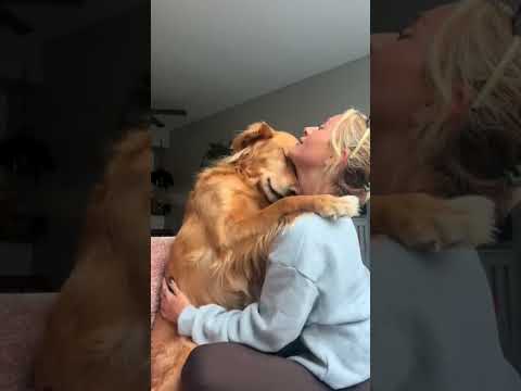 coming home to my golden retriever🥵 goldenretreiver dog ind… サムネイル