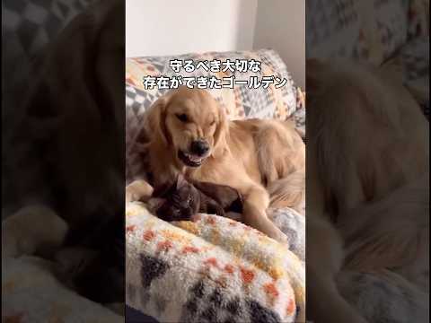 守るべきものができたゴールデンレトリバー。それでも母ちゃんには逆らえず。 保護猫 ゴールデンレトリバー 大型犬 sho… サムネイル