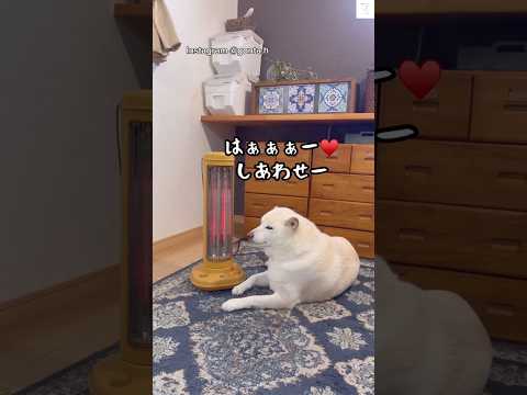 冬、ここが特等席の柴犬　柴犬　犬　かわいい かわいい犬 犬のいる暮らし サムネイル