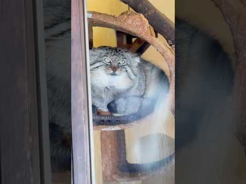 shorts ロータスくんお目覚めでしたか☺️ マヌルネコ　埼玉県こども動物自然公園にて　2026年3月7日 サムネイル