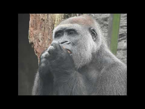 catcher ace.gorilla Tayari 15y2m old. shorts T接空投食物.T王牌捕手