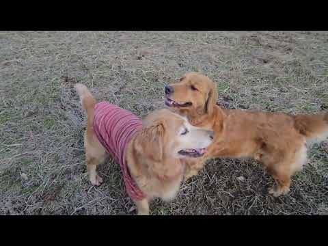 広い田んぼで遊ぶ10分間 ゴールデンレトリバー goldenretriever 大型犬のいる生活 散歩 犬 dog サムネイル