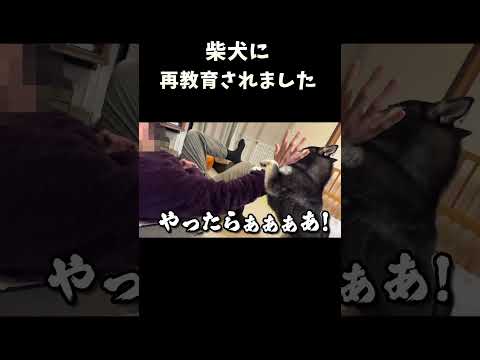柴犬に再教育されました サムネイル