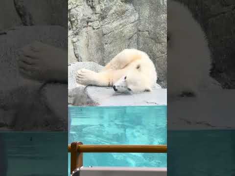 shorts 眠るボク　  ホッキョクグマの仔モモ太くん　男鹿水族館GAOにて　2026年6月26日  IMG 5887