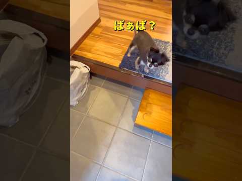 お出迎え🐶柴犬 チワワ shorts サムネイル