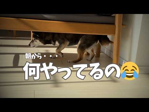 スリリングな？黒柴🐕の朝の様子をご覧ください サムネイル