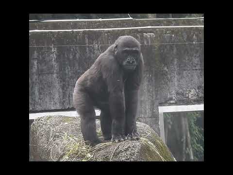 spinning.chest beating.little gorilla Ringo 4y7m old. short… サムネイル