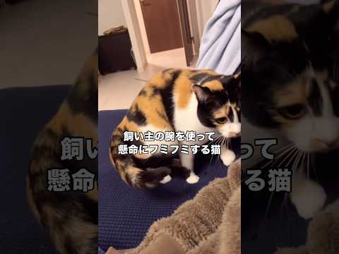 飼い主の方を急に振り向いてどうしたのかと思っていたら急にフミフミし始めた三毛猫 三毛猫 三毛 フミフミ shorts サムネイル