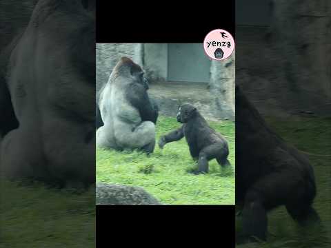 Ringo ： Daddy, Let's play. 🤣 gorilla gorillatag taipeizoo a…