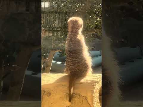 shorts ミーアキャットさん　浜松市動物園　IMG 8358 サムネイル