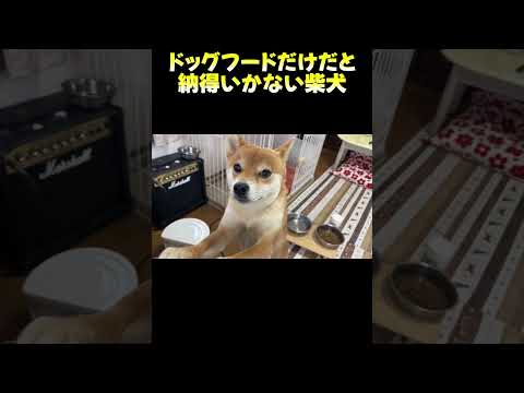 納得いかない柴犬 神戸 柴犬 shiba 柴犬 shibainu 癒し サムネイル