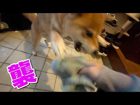 雨の日はタオルに襲いかかる柴犬小夏　ASMR サムネイル
