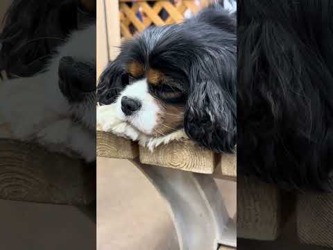 shorts アンちゃん　那須どうぶつ王国　IMG 0016 サムネイル