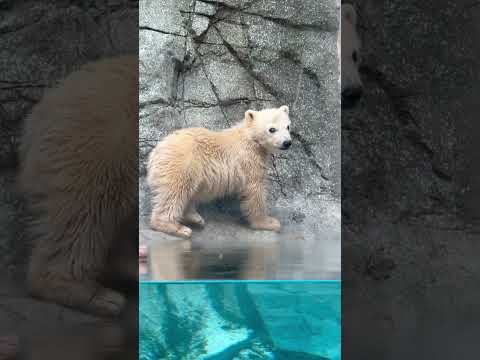 shorts モモ太くん 際を歩くから‥オットトト😅　  ホッキョクグマ　秋田県男鹿水族館GAOにて2026年5月1日 サムネイル