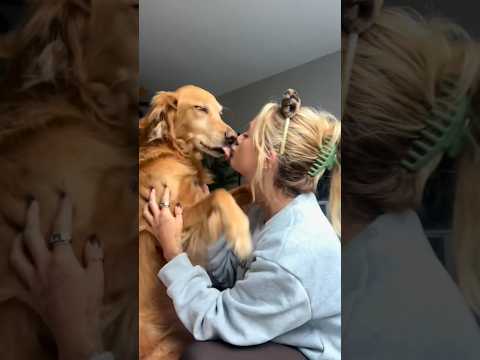coming home to my golden retriever🥵 goldenretreiver dog ind… サムネイル