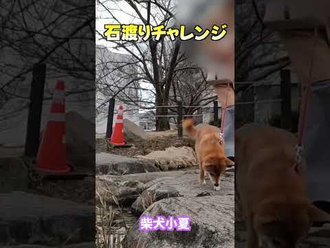 石渡りチャレンジ 神戸 柴犬 癒し サムネイル