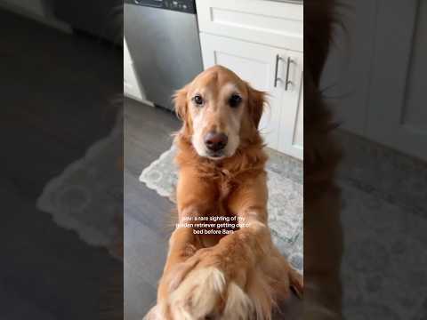 Come to my golden retriever 2026blonde goldenretreiver dogb… サムネイル