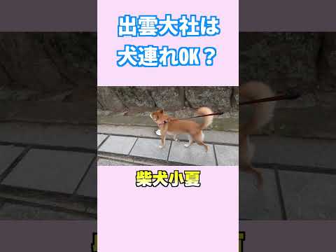 出雲大社は 犬連れOK？ 島根県 柴犬 shiba shibainu 癒し サムネイル
