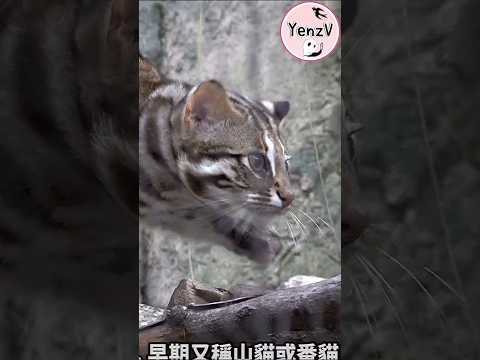 可愛的石虎捲心餅🥰😆 taipeizoo 台北市立動物園 leopardcat animals サムネイル
