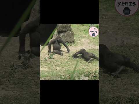 Ringo追Jabali滑壘一下 😆 gorilla gorillatag taipeizoo 金剛猩猩 台北市立動物… サムネイル