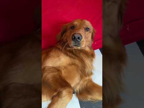 I’m convinced my dog speaks English fluently 😀