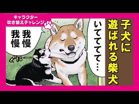 【吹き替えチャレンジ】優しいがゆえに振り回される柴犬 サムネイル