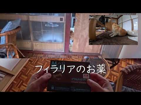 2026年5月12日(火) 箱を開けた音で飛んでくる月に一度の高級オヤツ【フィラリア駆虫薬投薬日】