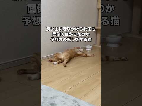 猫の名前を呼んだら飼い主の予想を超える返事の仕方で応答しました 猫 ヘソ天 shorts サムネイル