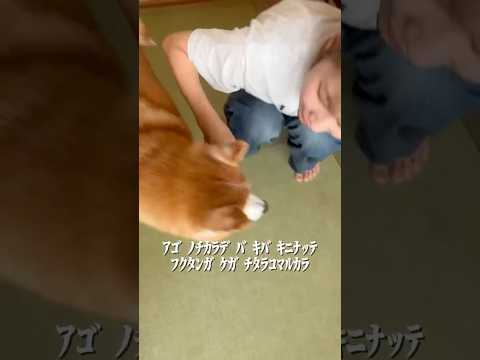 柴犬福 エミネム口調でワニ自覚を諭す姉を避けて通るぷりち🤣Sis and Shiba🤣姉と柴 柴犬 shorts sh… サムネイル