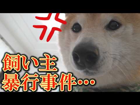 寝過ぎたせいで眠れなくなった柴犬がイライラしながら飼い主を暴行。言葉を失いました・・・ サムネイル