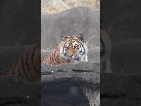 shorts まったりサーシャちゃん　アムールトラ🐯　浜松市動物園　2026年2月14日