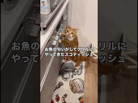 秋刀魚の匂いに釣られてグリルに入ろうとしてる猫 スコティッシュフォールド 猫 秋刀魚 shorts