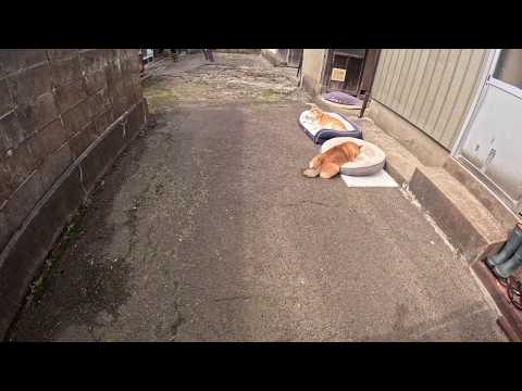 【監視カメラ映像】観察した結果、結構広い範囲で日向ぼっこしていることが判明いたしました(モモさんは大体左下に居ます) サムネイル