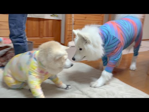パワースーツ装着で可愛さ倍増して、みんなを笑顔にする正義のヒロイン柴犬とサモエド サムネイル