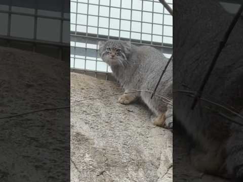 shorts 今日も登ったアブちゃん　マヌルネコ　那須どうぶつ王国にて　2026年3月27日