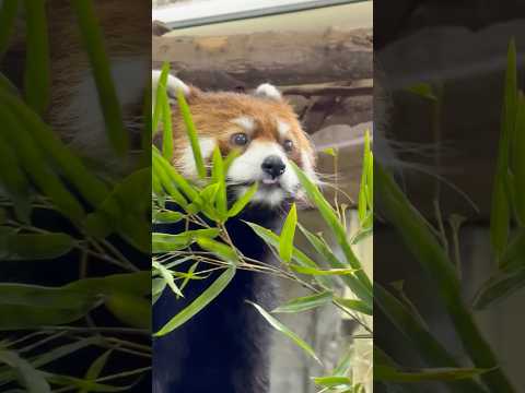 shorts 笹を食べる栄栄(ロンロン)さん　レッサーパンダ　那須どうぶつ王国にて　2026年4月11日 サムネイル