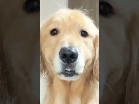 ドライヤー頑張りました 大型犬 ゴールデンレトリバー サムネイル