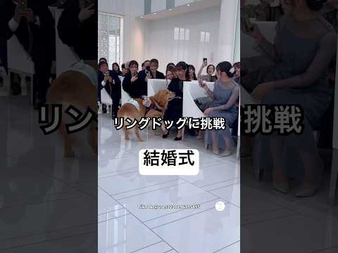 注目の的‼️ 結婚式でリングドッグに挑戦したゴールデン　　ゴールデンレトリバー 大型犬　犬　かわいい犬 結婚式 サムネイル