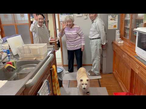 心の奥から温まる、「おかえりといってらっしゃい」をしてくれる柴犬家族