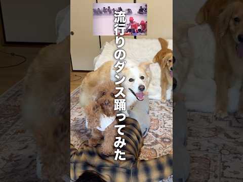 流行りのダンスを犬と一緒に踊る..??【ボーダーコリー・ゴールデンレトリバー】shorts