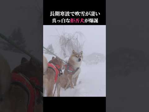 今季最強最長寒波で柴犬は真っ白になってしまう shibainu 吹雪  犬のいる生活 サムネイル