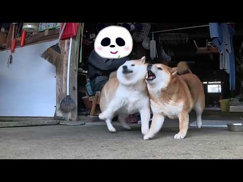 2026年5月11日(月) 愉快すぎる親子の鬼ごっこ