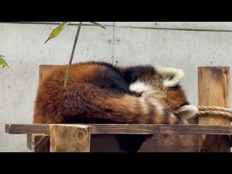 スヤスヤ ハナビさん　レッサーパンダ　埼玉県こども動物自然公園にて　2026年3月6日 サムネイル