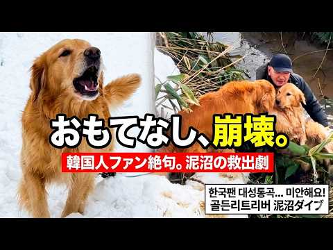 修羅場】韓国のファンをおもてなし中に、ゴールデンたちが泥沼の川へダイブ…パパ絶望。 (한국팬 앞에서 대참사! 골든리… サムネイル