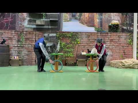 ビア〜！エール〜！　なかなか見れない猫によるショー ザ・キャッツ(午後)那須どうぶつ王国にて　2026年4月11日 サムネイル