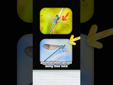 Quick Guide to Identifying Dragonflies 🔍animals lovestory s… サムネイル